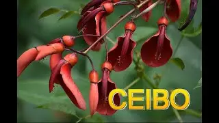 CEIBO, caracter&iacute;sticas