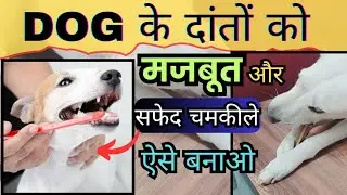 Dog Teeth Cleaning 👉🏻 Unique Way 👌🏽dog ke dant kaise saaf karen/ dog teeth brushing