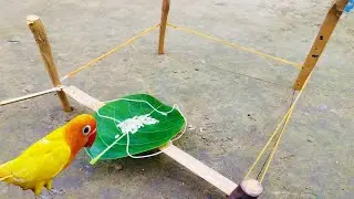 Best Way Unique Creative Simple Parrot Bird Trap Using rubber and Bamboo//2021/2022