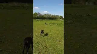 🐶 Nala on the move! Epic fetch skills 💪 | Szpak & Gugu believe it 😂
