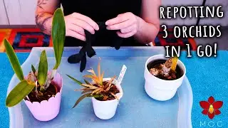 These 3 Orchids need repotting BUT for different reasons!