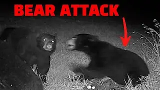 The BEST Predator Trail Camera Videos of the Year! (ft. Hunting with AJ)
