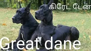 Great dane dog breed details in tamil