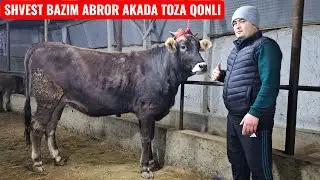 TOZA QONLI SHVEST FERMADAN🔥🔥 ABROR AKADA ZO‘RLARI SHOSHILAMIZ🔥🔥