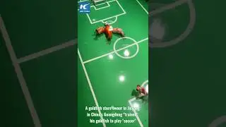 These Talented Goldfish Play Soccer!
