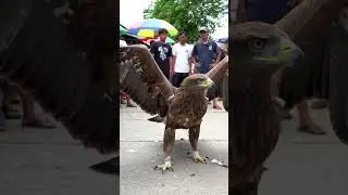 iant Eagle Shocks Market Crowd in Southeast Asia Unbelievable Real Life Encounter!