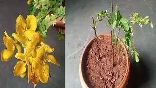 how to grow Senna auriculata plant from cuttings / grow at home