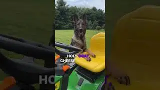 So you think you want to be a German Shepherds Dad ?