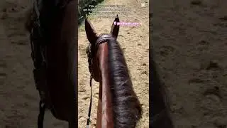 Everything is fine now 😜👍🏻🏇🏿 #~ #fun #horse #calm #sunny #fypシ゚viral #equestrianlife #mylife