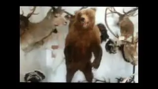 G D O'Rourke & Sons Taxidermists - Pleasant Point New Zealand