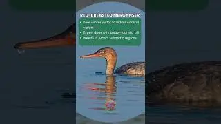 Migratory Birds of India | Feathered Travellers | #WorldMigratoryBirdDay
