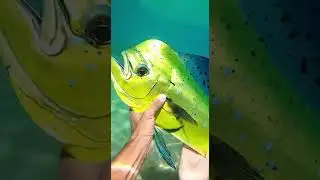 Ocean Underwater Fishing Adventure  Relaxing & Realistic, A Deep-Sea Fishing Adventure, Deep sea🦑