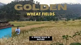 Walking Through Golden Wheat Fields in the Heart of the Hills|NatureVibes|NaturePhotography