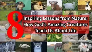 8 Inspiring Lessons from Nature: How God&rsquo;s Amazing Creatures Teach Us About Life