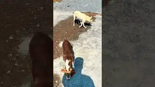 Auf dem Land hungern sie&hellip; 🐕❤️ Deshalb f&uuml;ttere ich Stra&szlig;enhunde in Thailand 🇹🇭