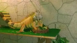Naša Betty a Dino