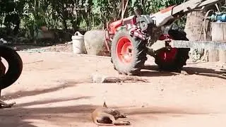 MOTORCYCLE Tires Prank Tired Dog | Funny Dog Video 2025
