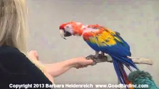 Parrot Training Workshop Live Demo - Step Up Training with a Macaw