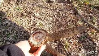 Palchi di cervo bellissimi
