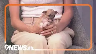 Meet Olive and Hazel, two sweet pups looking for a forever home!