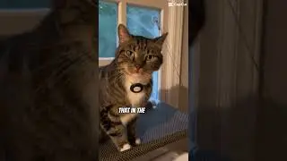 Problem solving #2023 #cat #kitty #funny