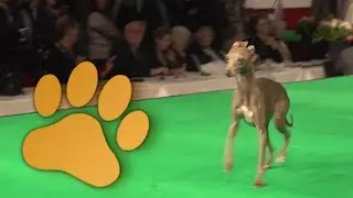 Hond van het Jaar Show 2013 Rasgroep 10 -  Dog of the Year Show 2013 Breed group 10