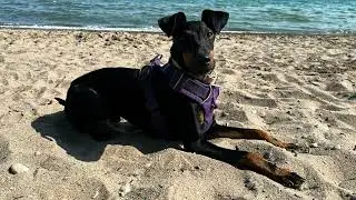 remy’s beach day 🌞🏖️😎