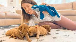 Testing New Sounds on 7 Medium Goldendoodle Puppies