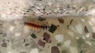 MEET MY FRIEND DIZZLY @SkillFuell @TigerTaIks @wormlapse @wormlapse