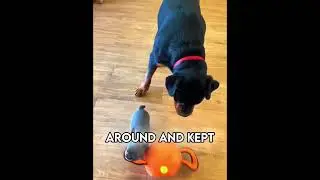 A Gentle Giant Meets His Tiny Best Friend 🐶 #shorts  #puppy #animals #nature