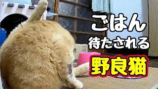 待たせすぎました…【野良猫】