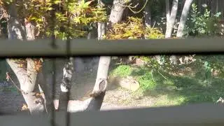 Perfect Landing on 20' Chinese Tallow Trunk
