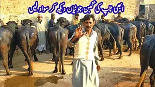 Profitable Gabban Jhotiyon Farming Business Plan | Small Katti Farming | Katta Farming Business Tips