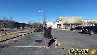 Dog training Fredericksburg | puppy training | Dog obedience school | local balanced trainers | OBKS