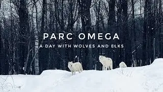 Parc Omega, Quebec - One day visit | iPhone 13 Pro