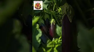 Eggplant Health Benefits During Illness | A Natural Recovery Food