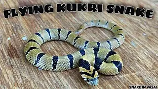 Flying Kukri Snake | Non Venomous | Snake in Vasai / #privatesnakecatcher