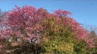 🌸河津町見高の桜が咲き始めました🌸
