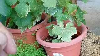 TALEE.....PICCOLI TRUCCHI E CURIOSIT&Agrave; 🌿🌿❤️