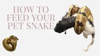 Feeding Your Pet Snake