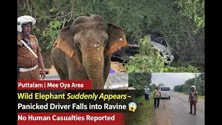 Mee Oya Puttalam: Wild Elephant Suddenly Came &ndash; Driver Panic, Vehicle Fell 😱 #Sl tv1st-news-Gossip