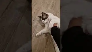 Belly rub attack #viral  #shorts #cats