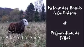 RETOUR DES BREBIS A LA MAISON