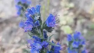 Flowers spring nature