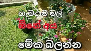 හැමදාම මල් පිපෙන ශාක