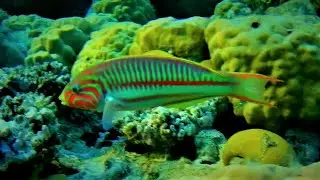 Very smart Klunzinger's wrasse (Thalassoma rueppellii), R&uuml;ppell's wrasse bashes the sea urchin