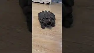 Such a smooth alligator snapping turtle!