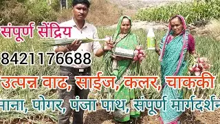 #kanda#कांदा#result#farmer#साईज#कलर#माना#colour#top#agriculture#organic#farming#kisan#