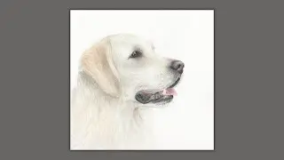 How to Paint a Realistic White Retriever Dog, a Watercolor Tutorial