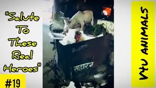 salute to these real heroes | for feeding street dogs #v4uanimals #animals #dogs #streetdogs